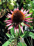 Echinacea